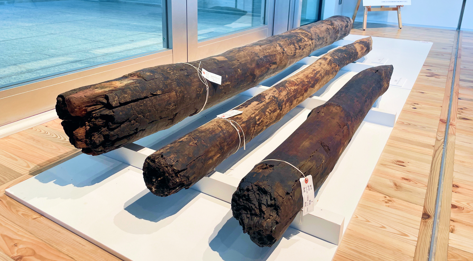 発掘された松杭の実物展示